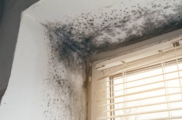Affordable Mold Cleanup solutions in Verona, VA